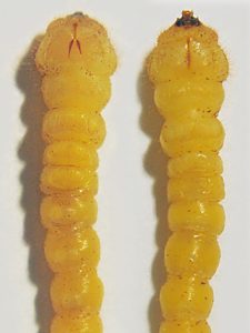 Castiarina crenata, PL4276, larva, from Styphelia humifusa, SE, photo by A.M.P. Stolarski, 21.6 × 4.0 mm